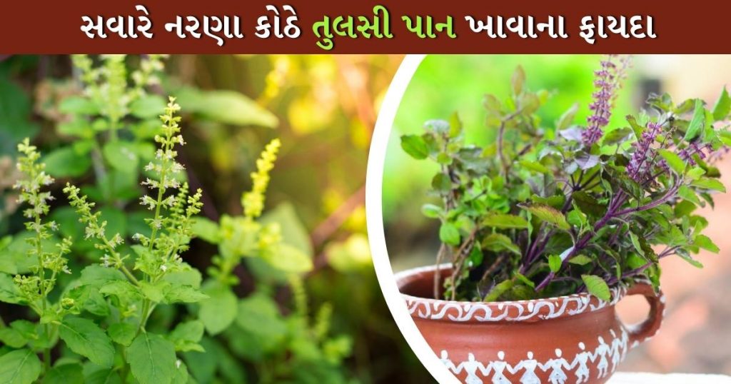 khali pet tulsi pan khavana fayda